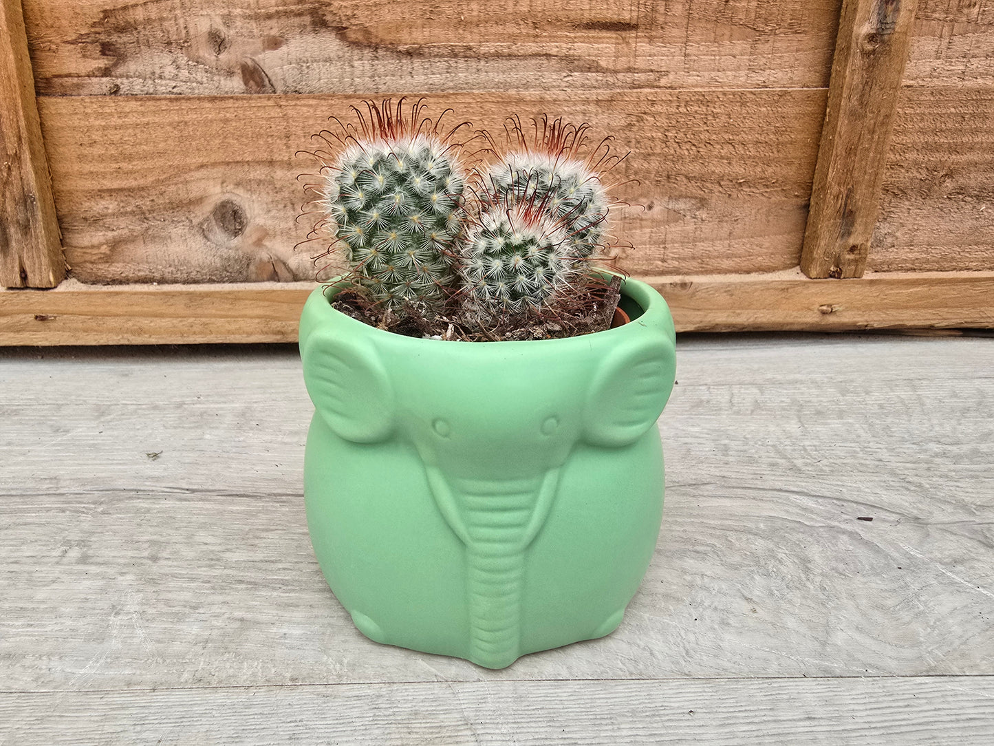 8.5cm Grassland Green Elephant Pot with Drop-In Cactus