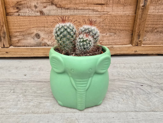 8.5cm Grassland Green Elephant Pot with Drop-In Cactus