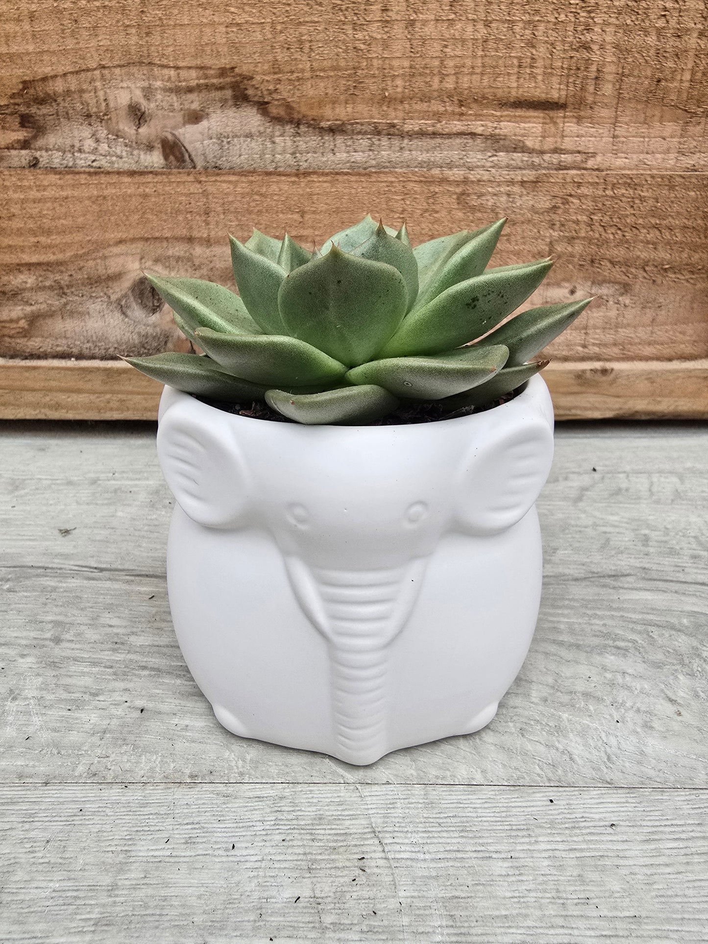 8.5cm Ivory White Elephant Pot with Drop-In Succulent