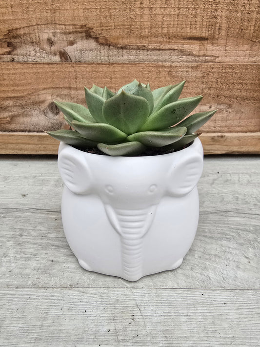 8.5cm Ivory White Elephant Pot with Drop-In Succulent