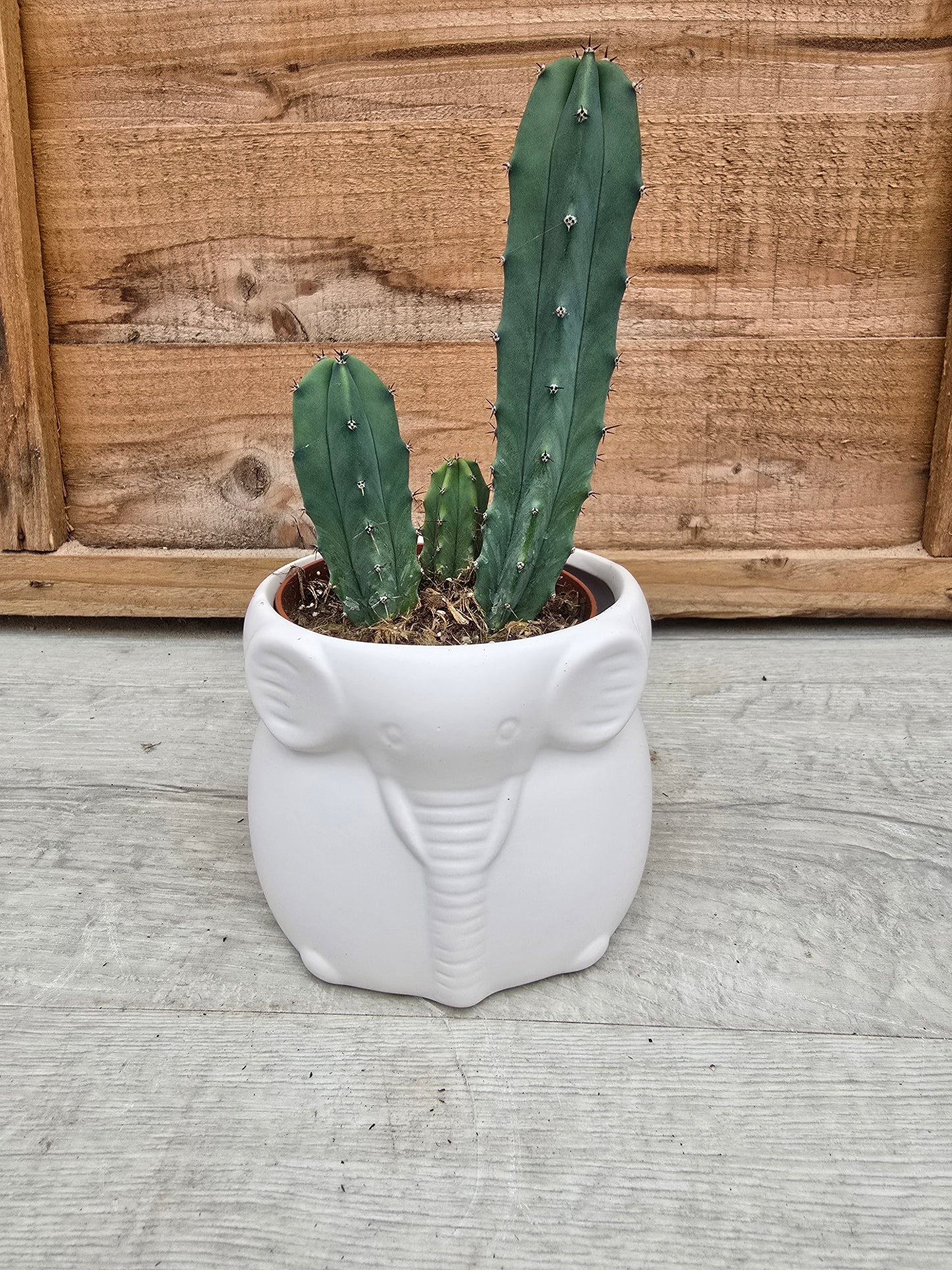 8.5cm Ivory White Elephant Pot with Drop-In Cactus