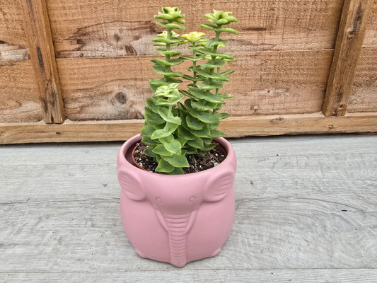8.5cm Savanna Pink Elephant Pot with Drop-In Succulent