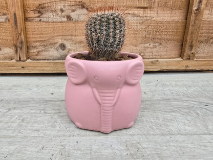8.5cm Savanna Pink Elephant Pot with Drop-In Cactus