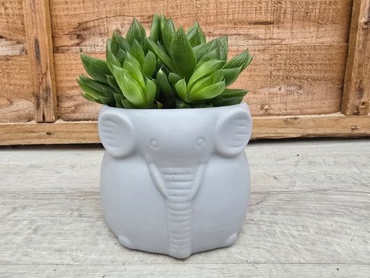 8.5cm Elephant Grey Elephant Pot with Drop-In Succulent