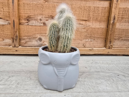 8.5cm Elephant Grey Elephant Pot with Drop-In Cactus