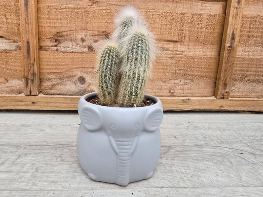8.5cm Elephant Grey Elephant Pot with Drop-In Cactus
