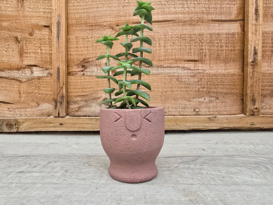 5.5cm Egg Cup Face 'Oooh' Sandy Pink Pot with Drop-In Succulent