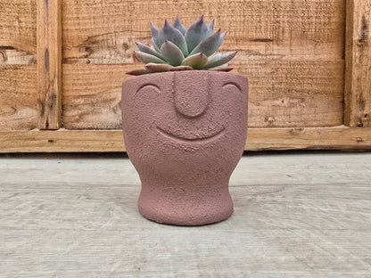 5.5cm Egg Cup Face 'HeHe' Sandy Pink Pot with Drop-In Succulent