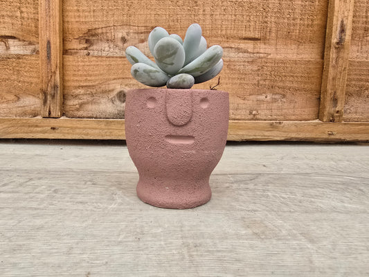 5.5cm Egg Cup Face 'Meh' Sandy Pink Pot with Drop-In Succulent