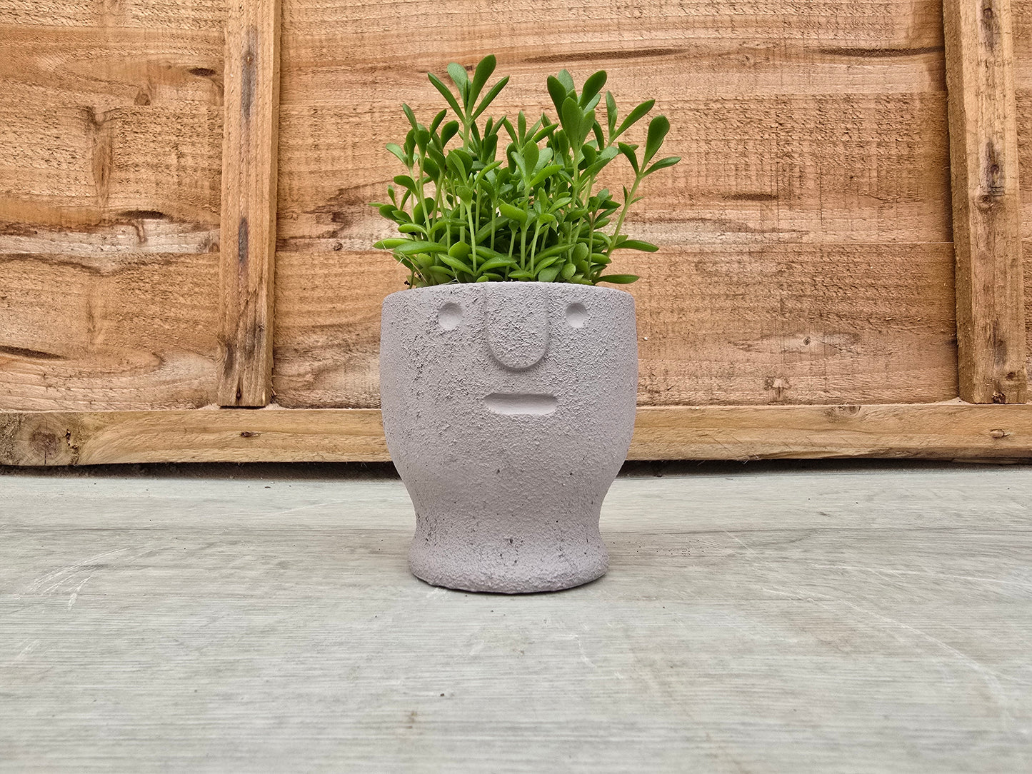 5.5cm Egg Cup Face 'Meh' Grey Pot with Drop-In Succulent