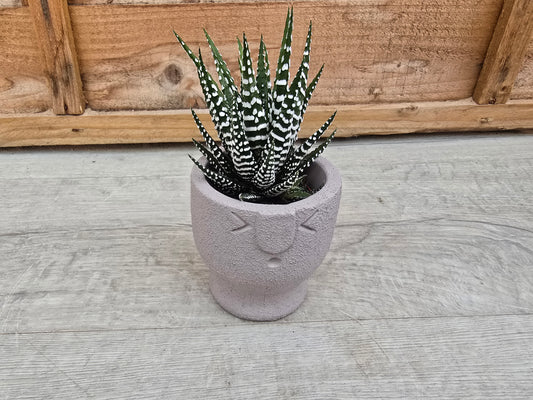 5.5cm Egg Cup Face 'Oooh' Grey Pot with Drop-In Succulent