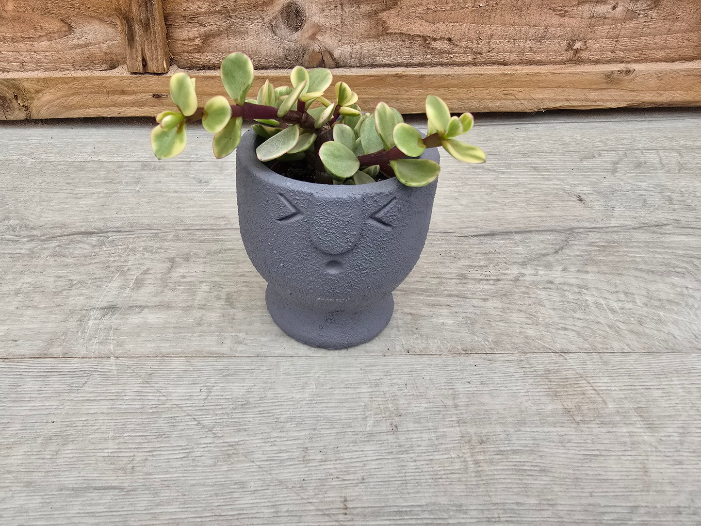 5.5cm Egg Cup Face 'Oooh' Blue Pot with Drop-In Succulent