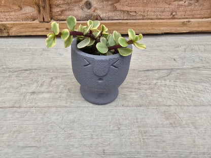 5.5cm Egg Cup Face 'Oooh' Blue Pot with Drop-In Succulent