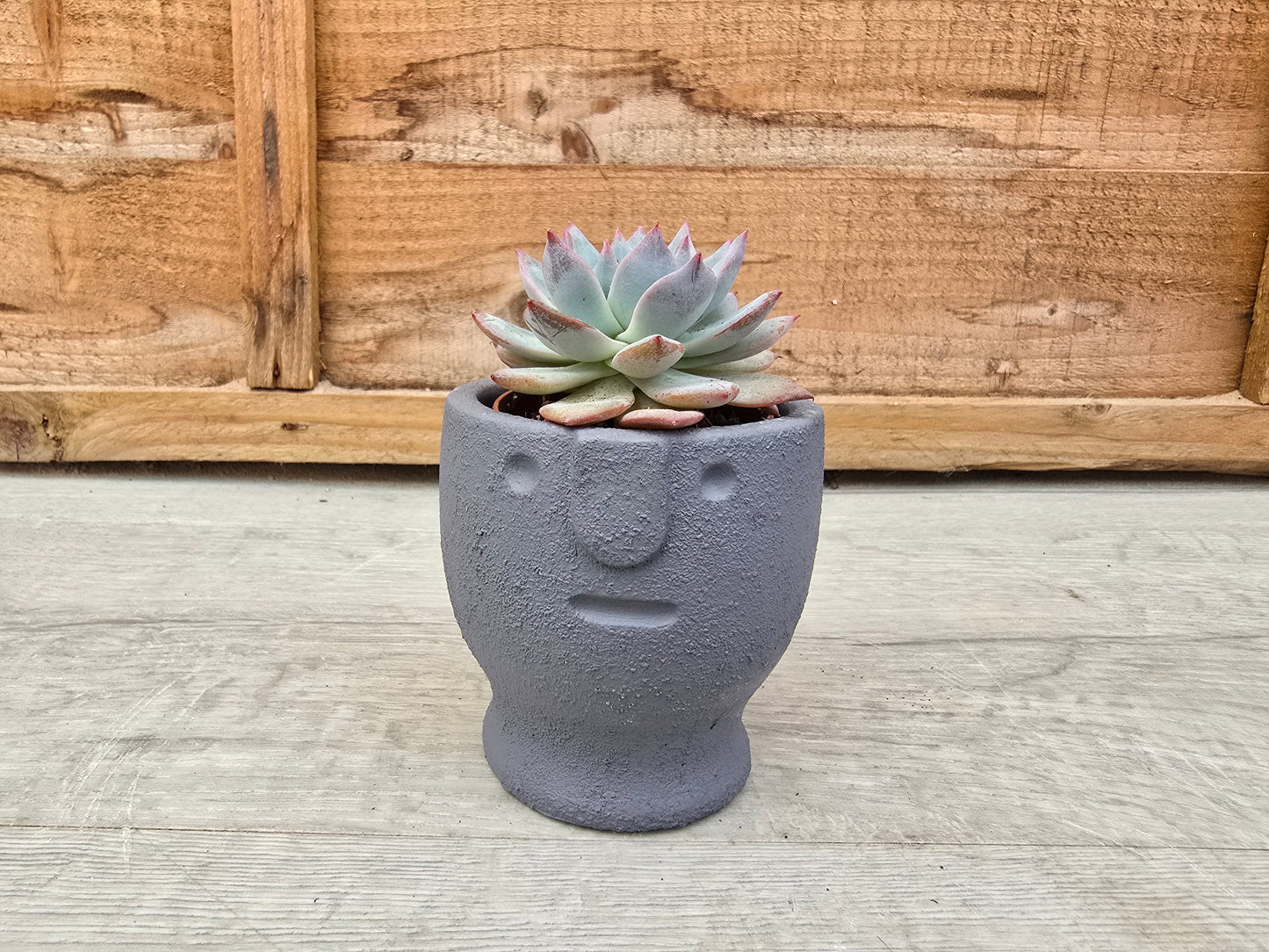 5.5cm Egg Cup Face 'Meh' Blue Pot with Drop-In Succulent
