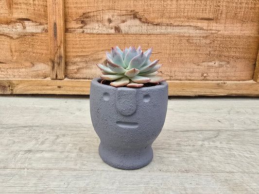5.5cm Egg Cup Face 'Meh' Blue Pot with Drop-In Succulent
