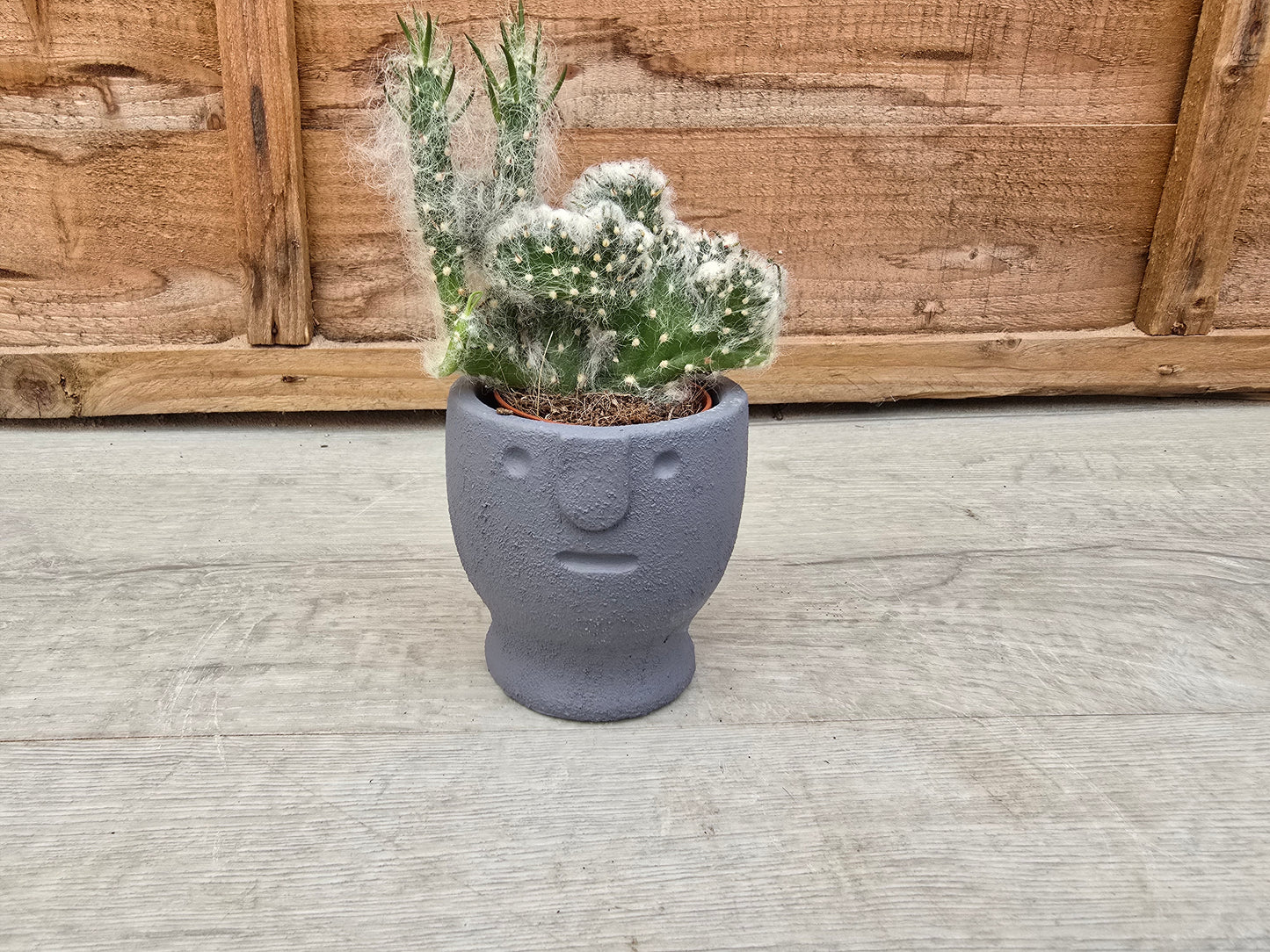 5.5cm Egg Cup Face 'Meh' Blue Pot with Drop-In Cactus
