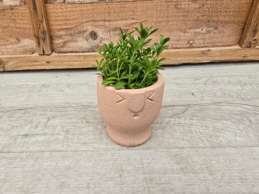 5.5cm Egg Cup Face 'Oooh' Peach Pot with Drop-In Succulent
