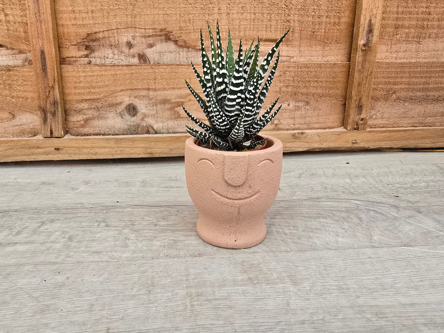 5.5cm Egg Cup Face 'HeHe' Peach Pot with Drop-In Succulent