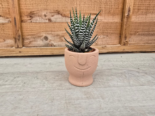 5.5cm Egg Cup Face 'HeHe' Peach Pot with Drop-In Succulent