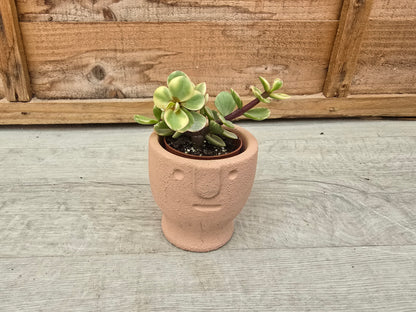 5.5cm Egg Cup Face 'Meh' Peach Pot with Drop-In Succulent
