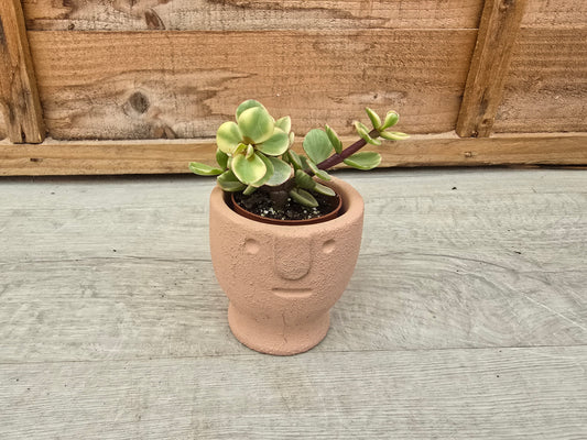 5.5cm Egg Cup Face 'Meh' Peach Pot with Drop-In Succulent