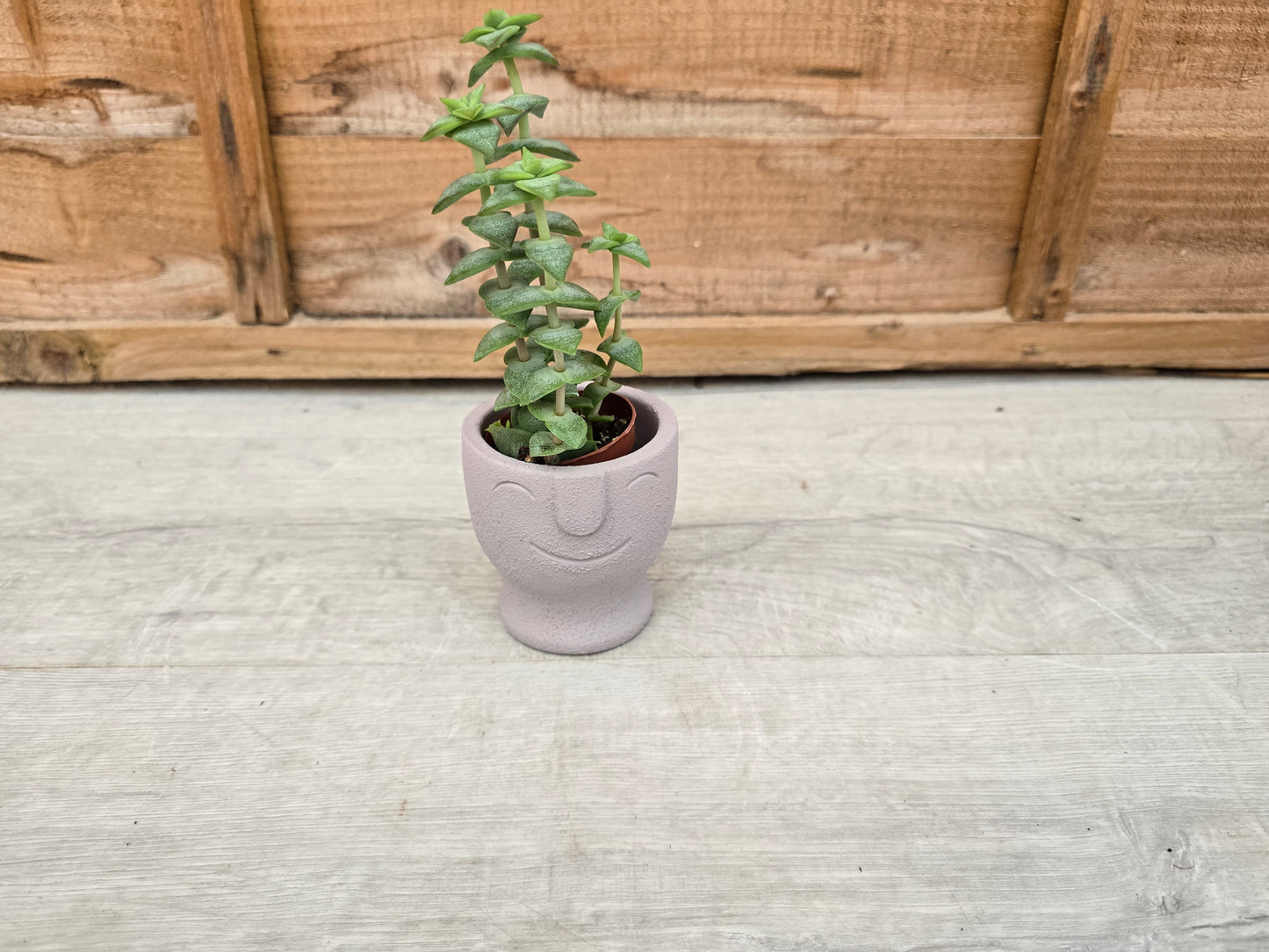 5.5cm Egg Cup Face 'HeHe' Grey Pot with Drop-In Succulent