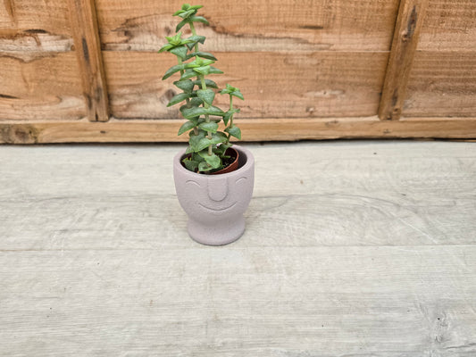 5.5cm Egg Cup Face 'HeHe' Grey Pot with Drop-In Succulent