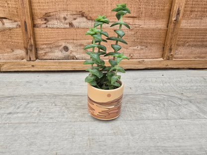 5.5cm Atacama Empty Pots