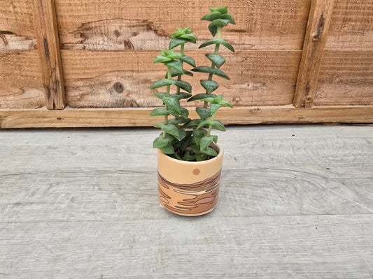 5.5cm Atacama Empty Pots