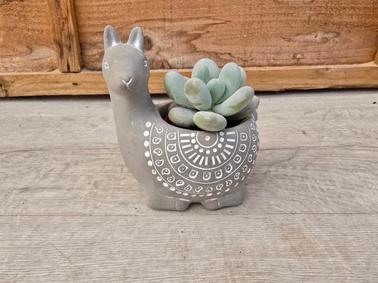 5.5cm Grey Alpaca with Succulent