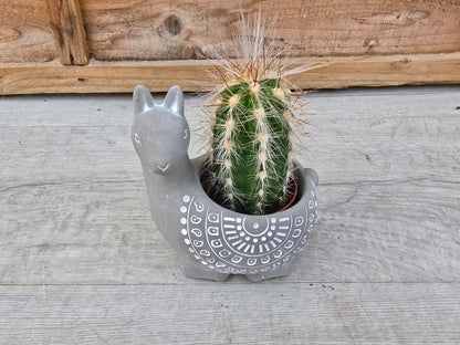 5.5cm Grey Alpaca with Cactus