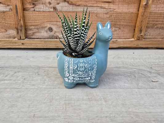 5.5cm Blue Alpaca Pot with Succulent