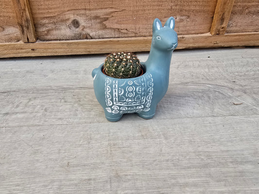 5.5cm Blue Alpaca Pot with Cactus