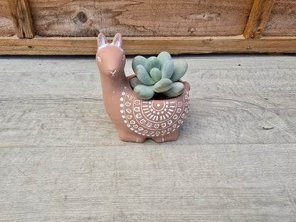 5.5cm Alpaca Terracotta Decorative Pot