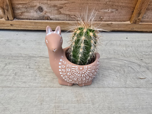 5.5cm Terracotta Alpaca Pot with Cactus