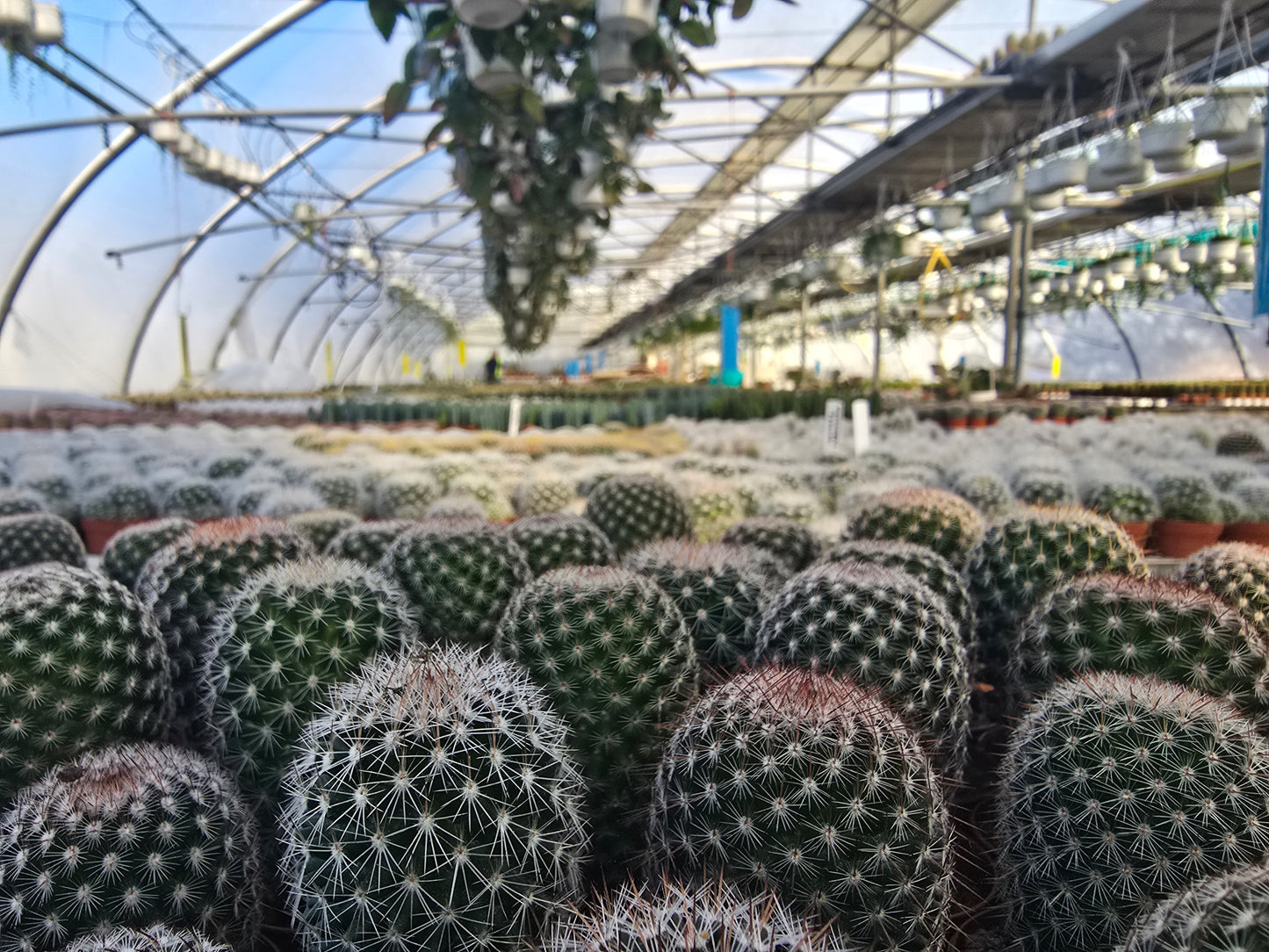 5.5cm Cacti Round Mix of 3