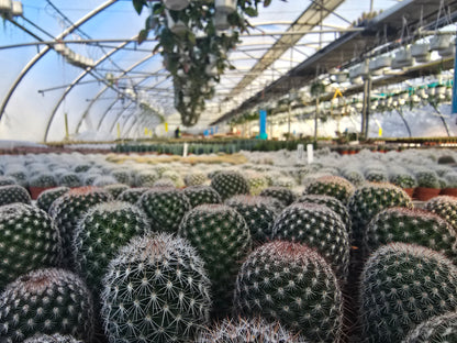 5.5cm Cacti Round Mix of 3