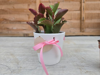 8.5cm Pink Ribbon Pot