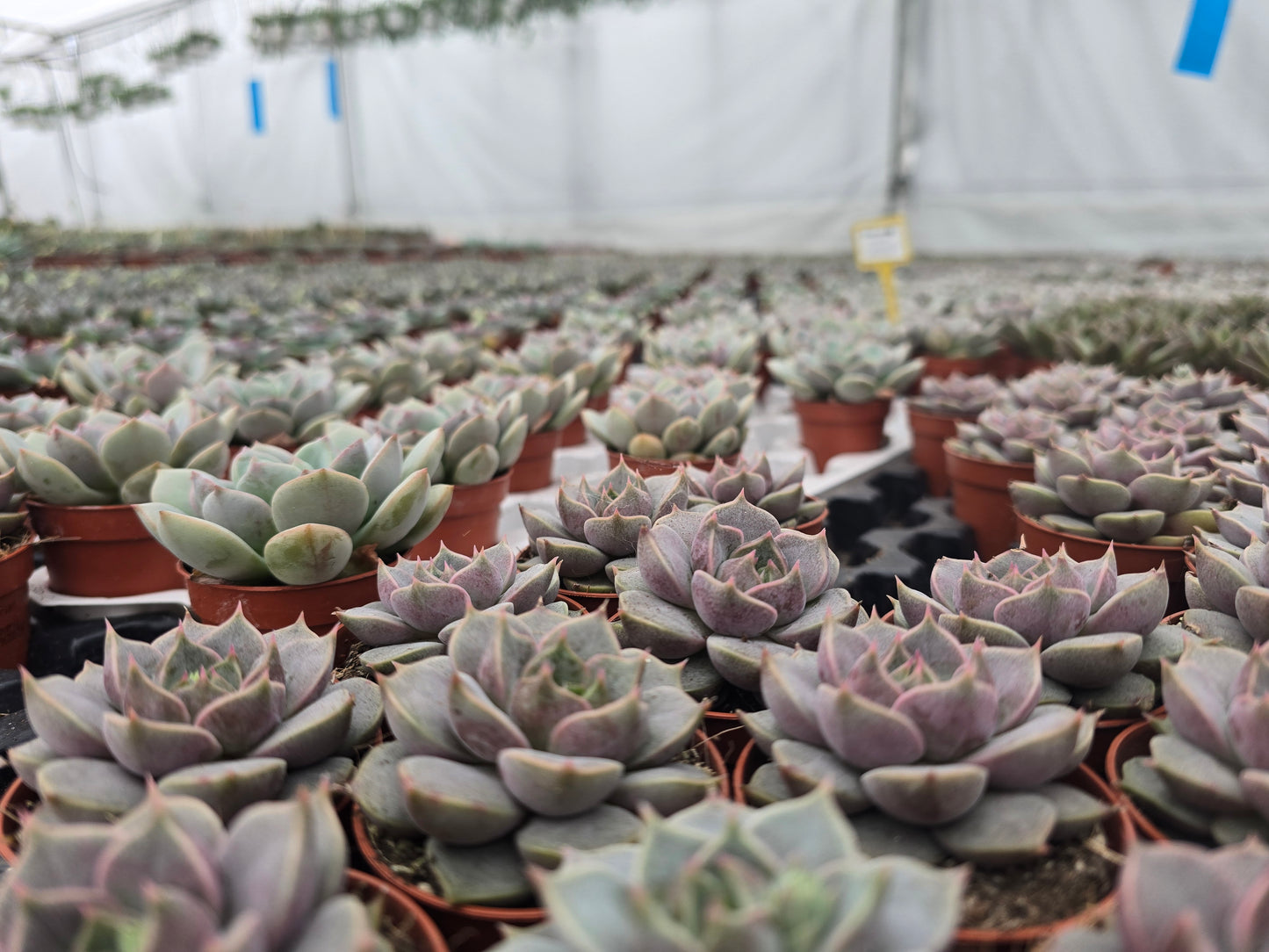 5.5cm Succulent Random Mix of 3