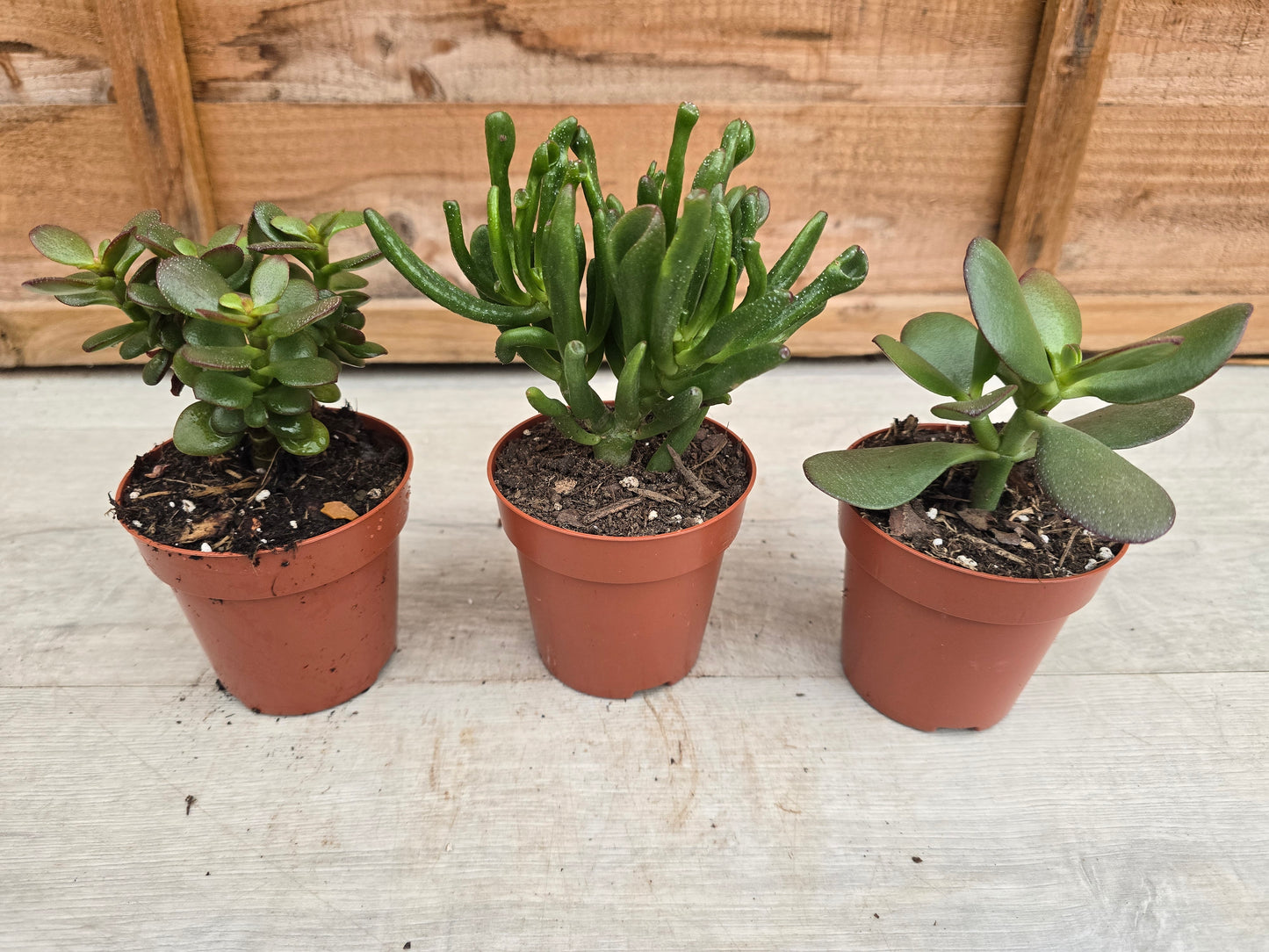 8.5cm Money Plants - Set of 3 - Compact, Low Maintenance Indoor Plants for Home