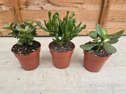 8.5cm Money Plants - Set of 3 - Compact, Low Maintenance Indoor Plants for Home