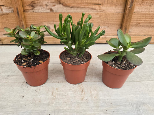 8.5cm Money Plants - Set of 3 - Compact, Low Maintenance Indoor Plants for Home