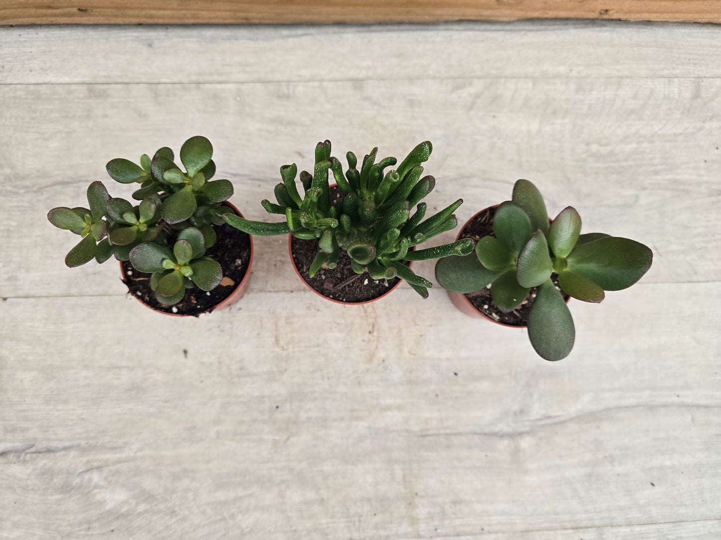 8.5cm Money Plants - Set of 3 - Compact, Low Maintenance Indoor Plants for Home