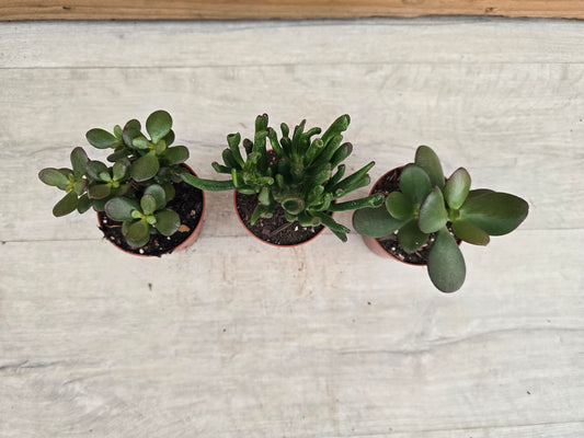 8.5cm Money Plants - Set of 3 - Compact, Low Maintenance Indoor Plants for Home