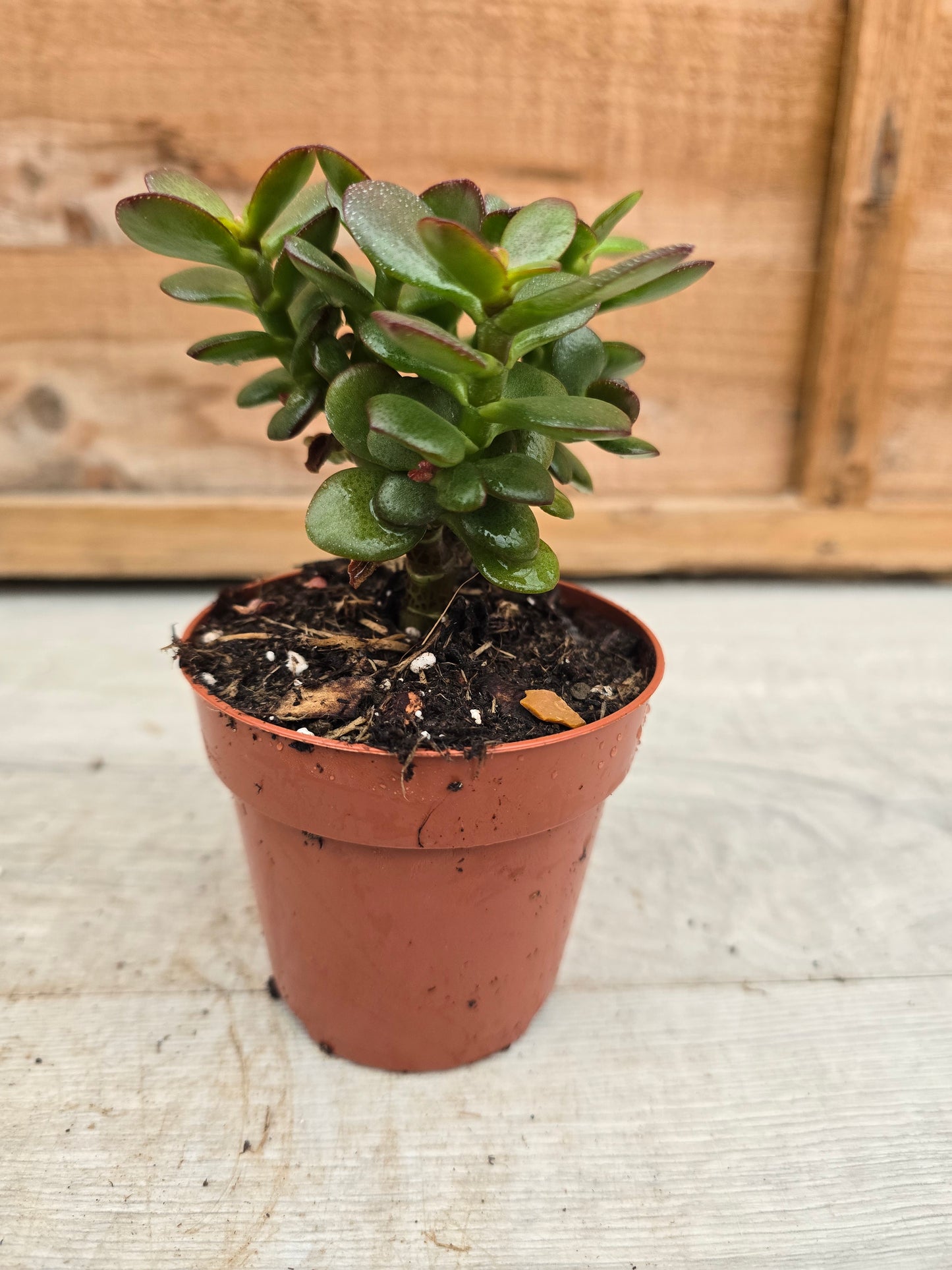 8.5cm Money Plants - Set of 3 - Compact, Low Maintenance Indoor Plants for Home
