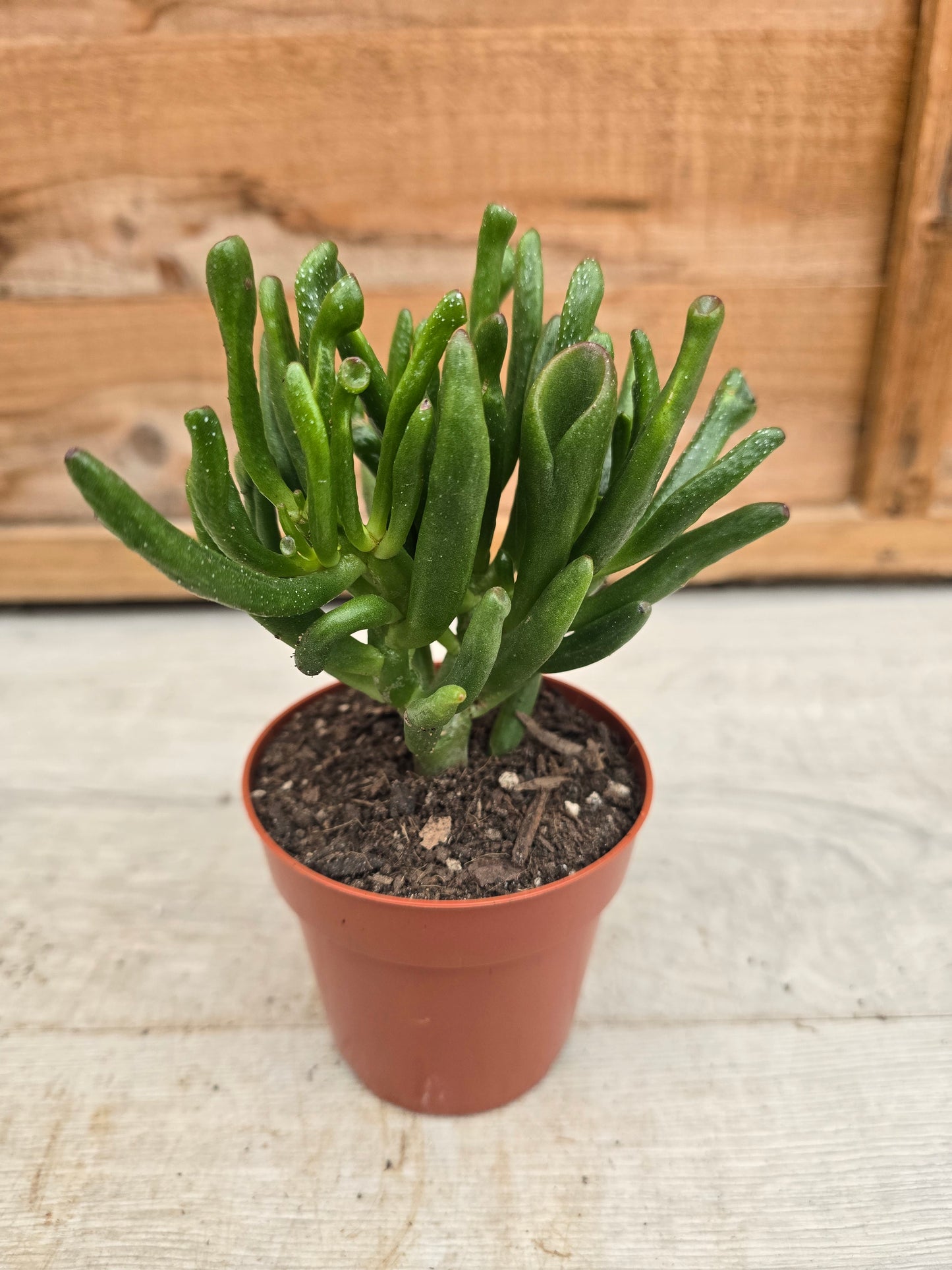 8.5cm Money Plants - Set of 3 - Compact, Low Maintenance Indoor Plants for Home