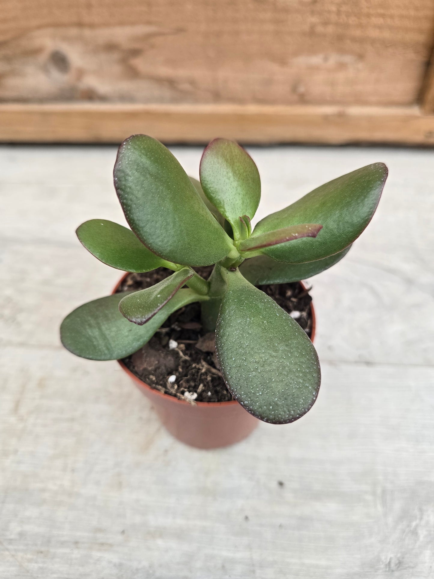 8.5cm Money Plants - Set of 3 - Compact, Low Maintenance Indoor Plants for Home