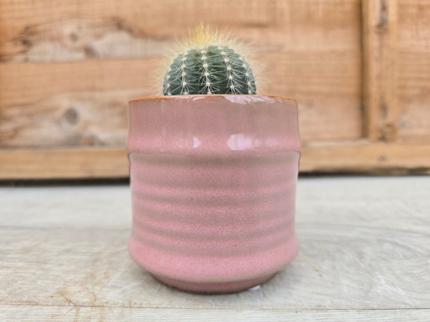 5.5cm Pink Pastel Pot with Cactus