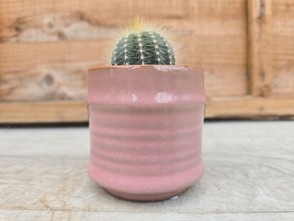5.5cm Pink Pastel Pot with Cactus