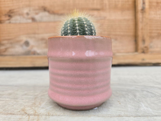 5.5cm Pink Pastel Pot with Cactus